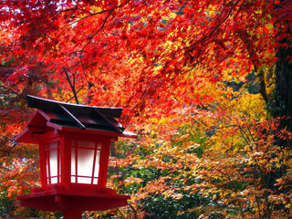 鍬山神社の紅葉写真１