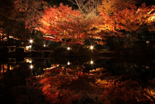 太田黒公園の紅葉写真１