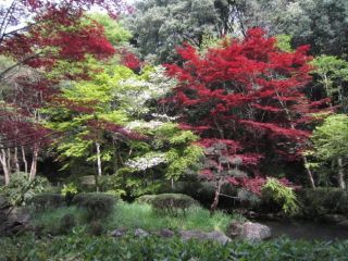 東高根森林公園の紅葉の写真３