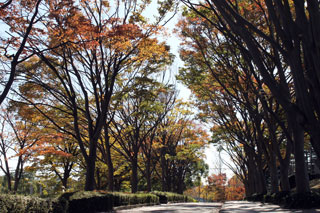 県立保土ケ谷公園の紅葉の写真３