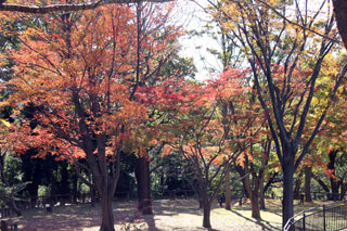 県立保土ケ谷公園の紅葉の写真４
