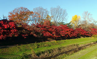 都立武蔵野公園の紅葉写真１