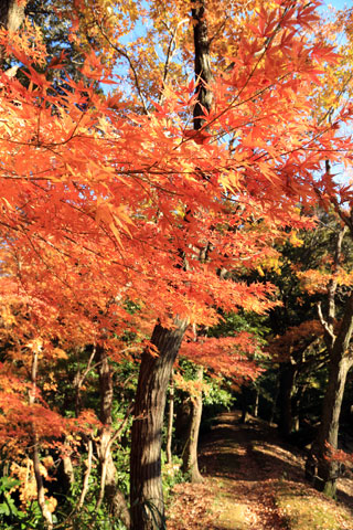 佐倉城址公園の紅葉の写真４