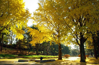 千葉公園の紅葉写真１