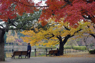 千葉公園の紅葉の写真４