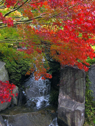 目白庭園の紅葉の写真３