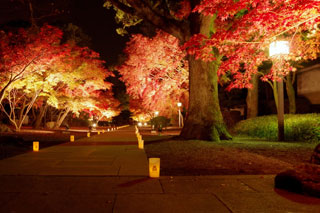 熊本城・旧細川刑部邸庭園の紅葉写真１