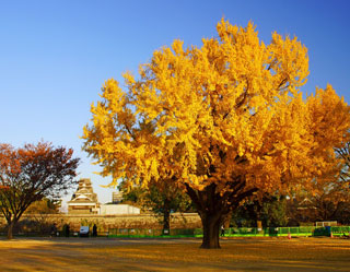 熊本城・旧細川刑部邸庭園の紅葉写真２