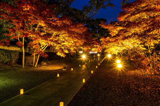 熊本城・旧細川刑部邸庭園の紅葉の写真３