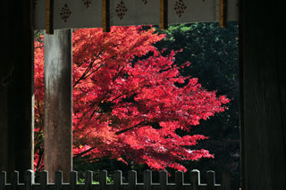 円成寺の紅葉写真２