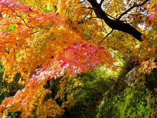 永源寺の紅葉の写真３
