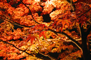 茨城県護国神社の紅葉写真１