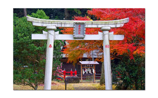 厳島神社「本殿」の紅葉写真１