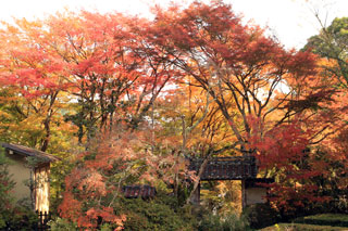大願寺の紅葉写真１