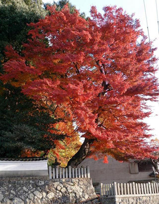 愛宕神社（宇陀市）の紅葉写真１