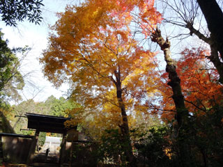 日張山青蓮寺の紅葉写真１