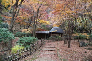 七沢森林公園の紅葉写真２