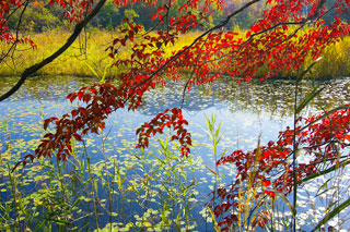 観音沼森林公園の紅葉の写真３