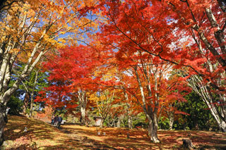 土津神社の紅葉写真１