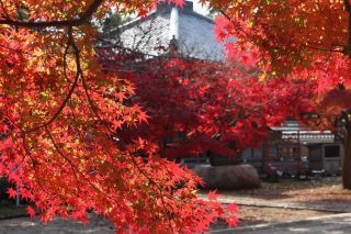 東漸寺の紅葉写真１