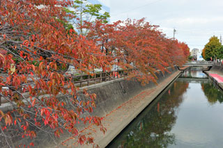 水門川沿いの紅葉写真１
