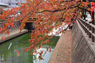 水門川沿いの紅葉写真２