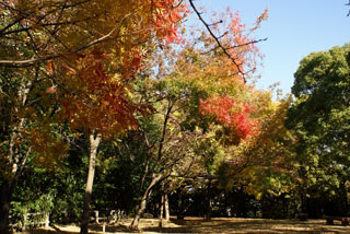 浜松城公園の紅葉写真２