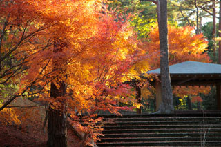 静岡県立森林公園の紅葉写真１