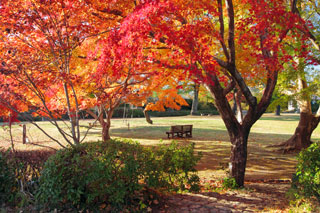 鳥羽山公園の紅葉写真１