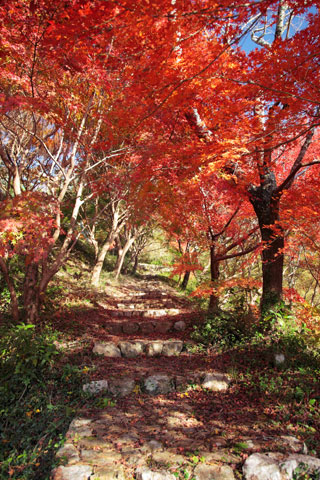 鳥羽山公園の紅葉写真２