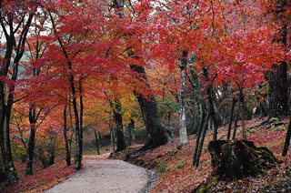 修善寺自然公園もみじ林の紅葉写真１
