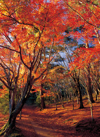 修善寺自然公園もみじ林の紅葉写真２