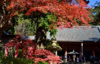 観心寺の紅葉写真1