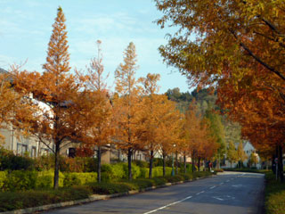 メタセ大通りの紅葉の写真３