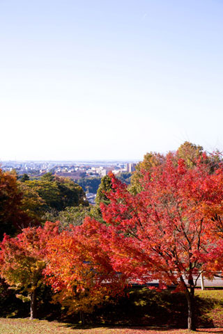 卯辰山公園の紅葉の写真３