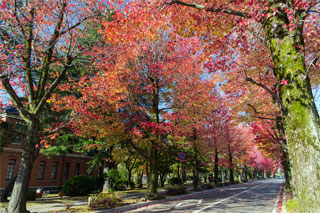 アメリカ楓通り（中央公園通り）の紅葉写真１