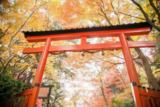 大原野神社の紅葉の写真３