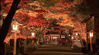 大原野神社の紅葉の写真４