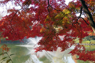 栃木県中央公園の紅葉写真２