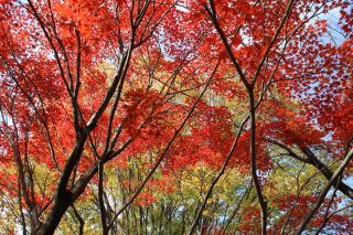 所沢航空記念公園の紅葉の写真３