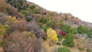 飯山白山森林公園の紅葉の写真３