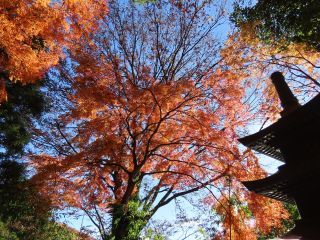 西明寺(栃木県）の紅葉写真１