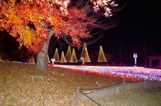 国営木曽三川公園の紅葉写真１