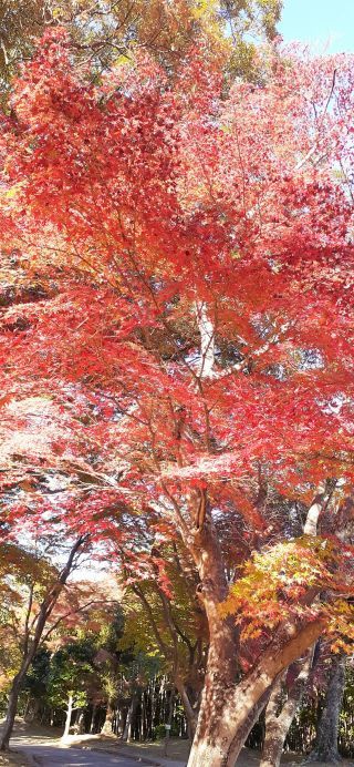 亀山公園の紅葉写真１