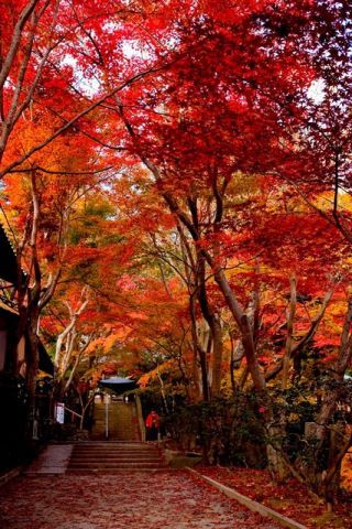神峯山寺の紅葉写真２
