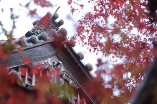 神峯山寺の紅葉の写真３