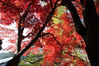 神峯山寺の紅葉の写真４