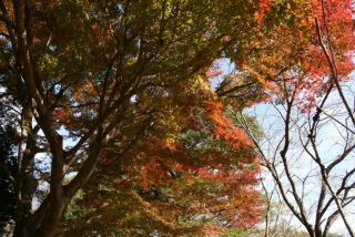 香貫山の紅葉写真２