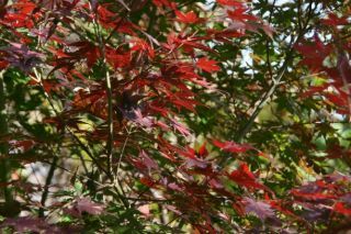 香貫山の紅葉の写真３