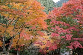 丸山公園の紅葉写真１